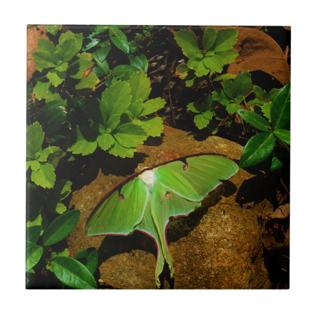Giant Green Luna moth Tile (Front)