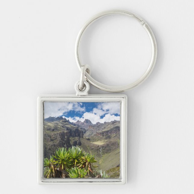 Giant Groundsel Or Dendrosenecio Key Ring (Front)