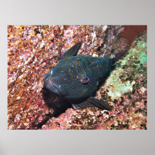 Giant Hawkfish Portrait Poster