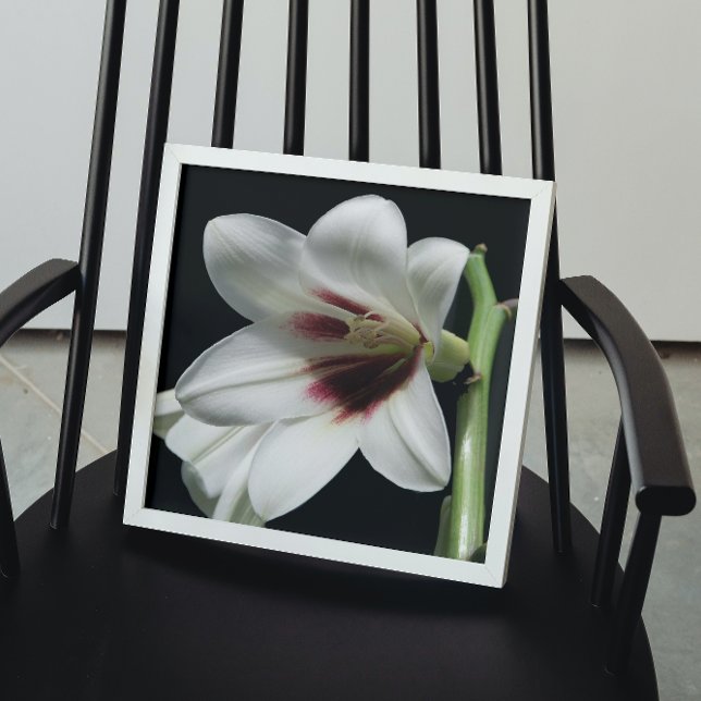 Giant Himalayan Lily Bloom Floral Poster (In Situ)