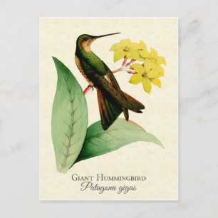 Giant Hummingbird Postcard
