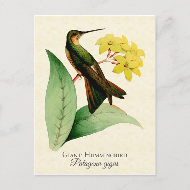 Giant Hummingbird Postcard (Front)