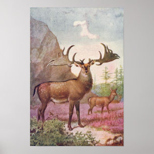 Giant Irish Deer Prehistoric Animals Antique Print