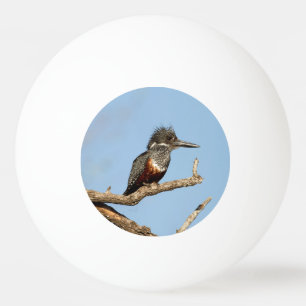 Giant Kingfisher Ping Pong Ball