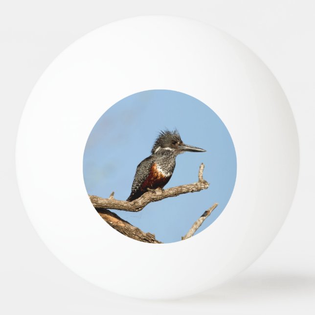 Giant Kingfisher Ping Pong Ball (Back)