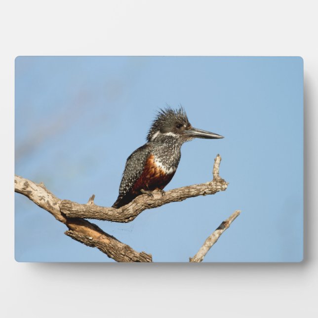 Giant Kingfisher Plaque (Front)