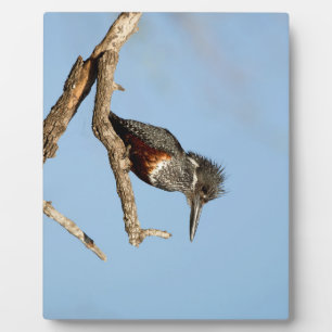 Giant Kingfisher Plaque