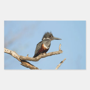 Giant Kingfisher Rectangular Sticker