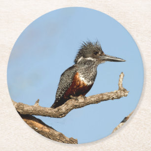 Giant Kingfisher Round Paper Coaster