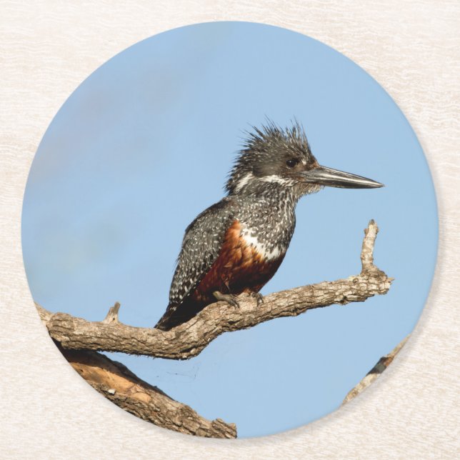 Giant Kingfisher Round Paper Coaster (Front)