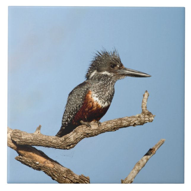 Giant Kingfisher Tile (Front)