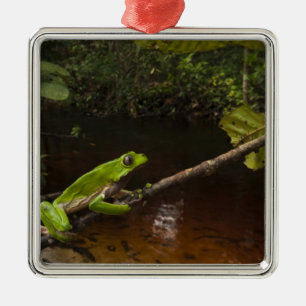 Giant leaf frog Phyllomedusa bicolor) 2 Metal Tree Decoration
