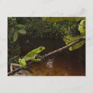 Giant leaf frog Phyllomedusa bicolor) 2 Postcard
