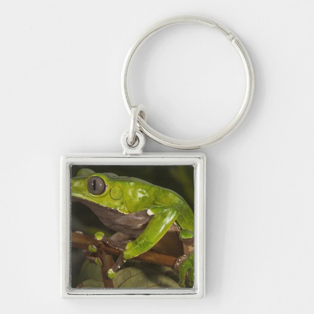 Giant leaf frog Phyllomedusa bicolor) 3 Key Ring (Front)