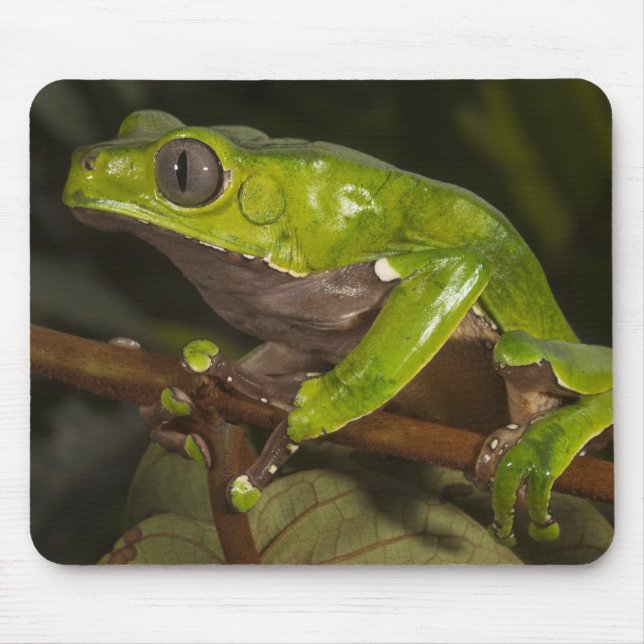 Giant leaf frog Phyllomedusa bicolor) 3 Mouse Mat (Front)