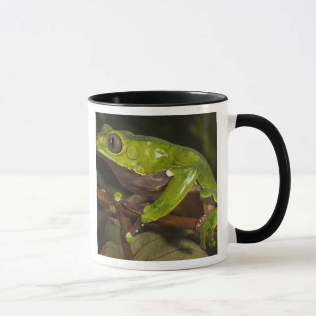 Giant leaf frog Phyllomedusa bicolor) 3 Mug (Right)