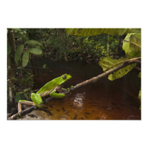 Giant leaf frog Phyllomedusa bicolor) 3 Photo Print