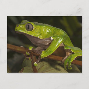 Giant leaf frog Phyllomedusa bicolor) 3 Postcard