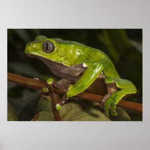Giant leaf frog Phyllomedusa bicolor) 3 Poster