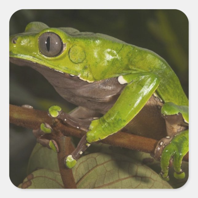 Giant leaf frog Phyllomedusa bicolor) 3 Square Sticker (Front)