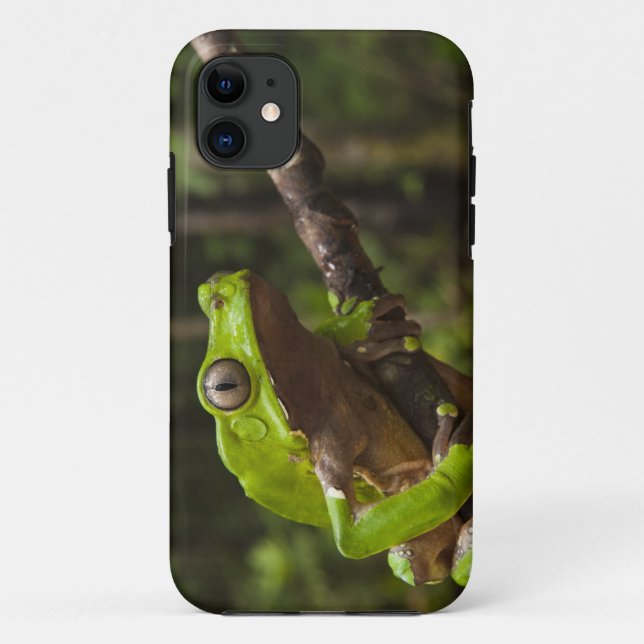 Giant leaf frog Phyllomedusa bicolor) Case-Mate iPhone Case (Back)