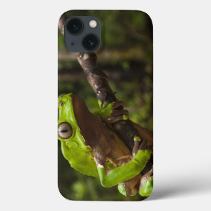 Giant leaf frog Phyllomedusa bicolor) iPhone 13 Case