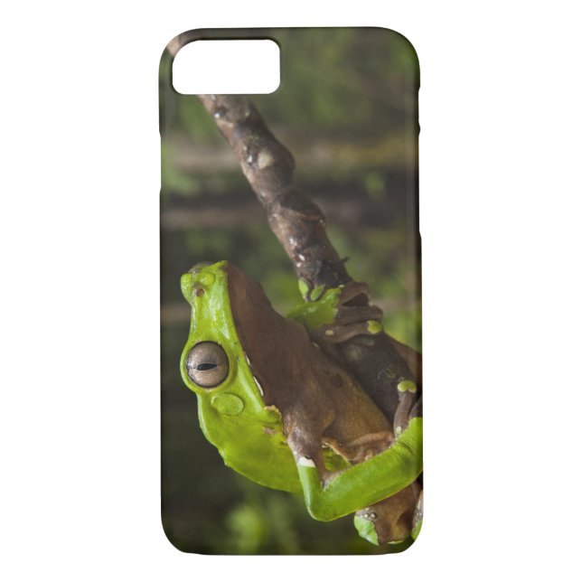 Giant leaf frog Phyllomedusa bicolor) Case-Mate iPhone Case (Back)