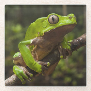 Giant leaf frog Phyllomedusa bicolor) Glass Coaster