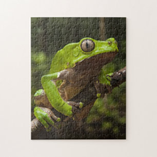 Giant leaf frog Phyllomedusa bicolor) Jigsaw Puzzle