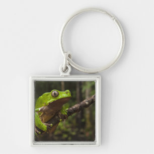 Giant leaf frog Phyllomedusa bicolor) Key Ring