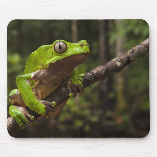 Giant leaf frog Phyllomedusa bicolor) Mouse Mat (Front)