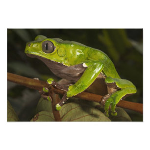 Giant leaf frog Phyllomedusa bicolor) Photo Print