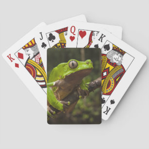 Giant leaf frog Phyllomedusa bicolor) Playing Cards