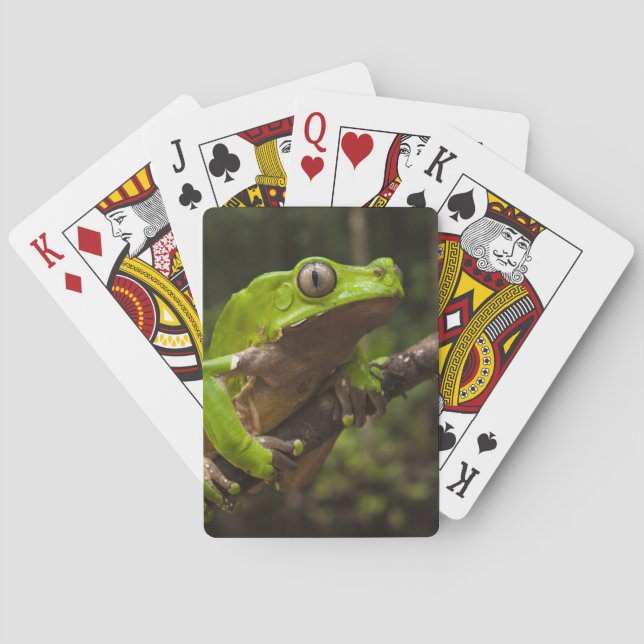 Giant leaf frog Phyllomedusa bicolor) Playing Cards (Back)