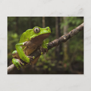 Giant leaf frog Phyllomedusa bicolor) Postcard