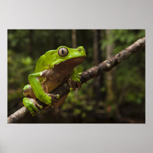 Giant leaf frog Phyllomedusa bicolor) Poster