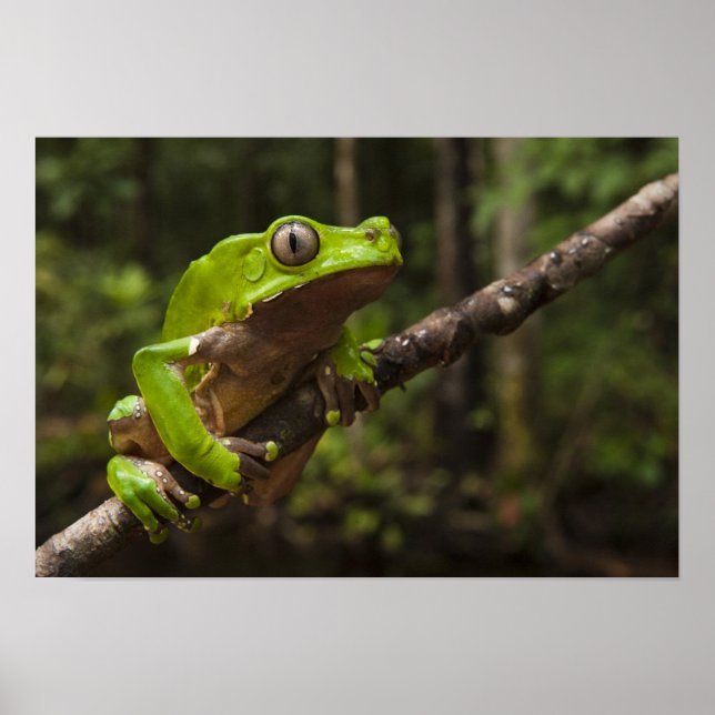 Giant leaf frog Phyllomedusa bicolor) Poster (Front)