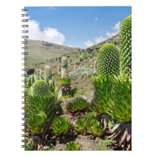 Giant Lobelia (Lobelia Deckenii) In Mount Kenya Notebook