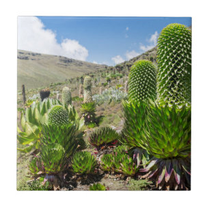 Giant Lobelia (Lobelia Deckenii) In Mount Kenya Tile