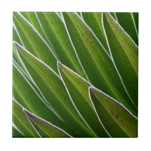 Giant Lobelia (Lobelia telekii) | Kenya, Africa Tile (Front)
