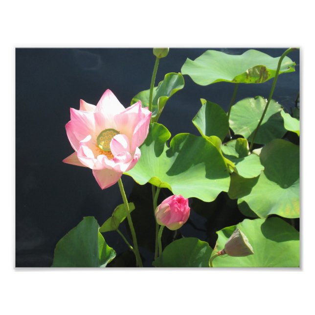 Giant Lotus Flower Photo Print (Front)