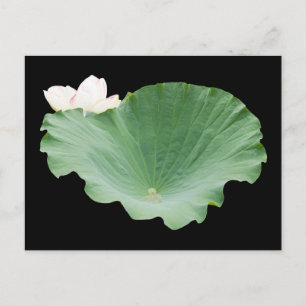 Giant Lotus Leaf with Bloom Postcard