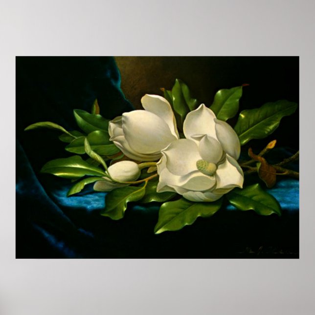 Giant Magnolia on a Blue Velvet Cloth Poster (Front)