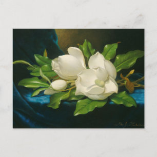 Giant Magnolias on a Blue Velvet Cloth Postcard