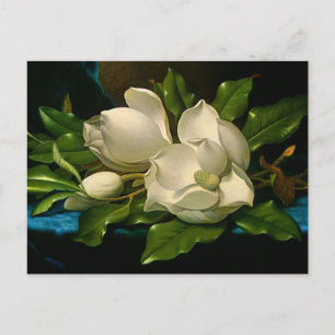 Giant Magnolias on a Blue Velvet Cloth Postcard