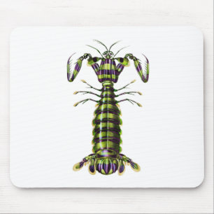 Giant mantis shrimp Praying Mentis Mouse Mat