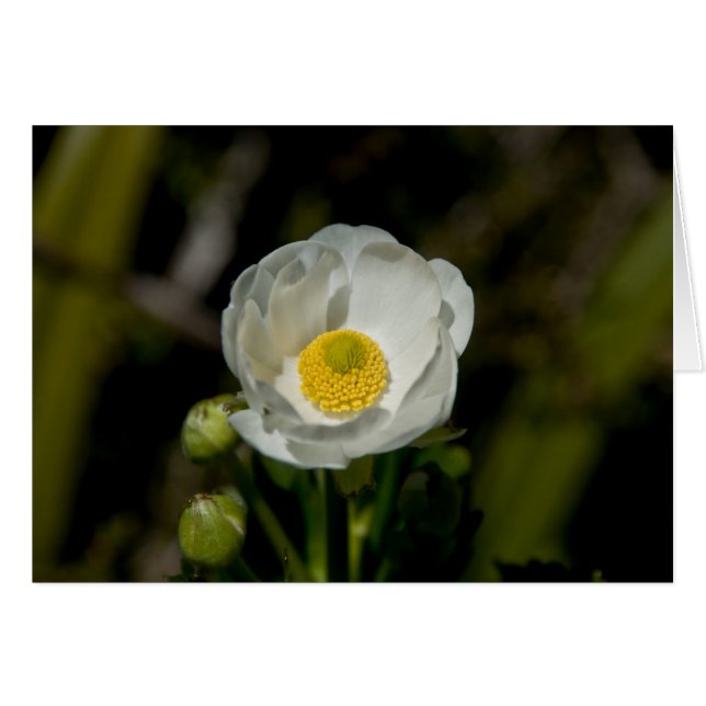 Giant Mountain Buttercup (Front Horizontal)