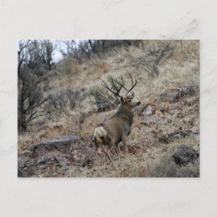 Giant mule deer buck postcard