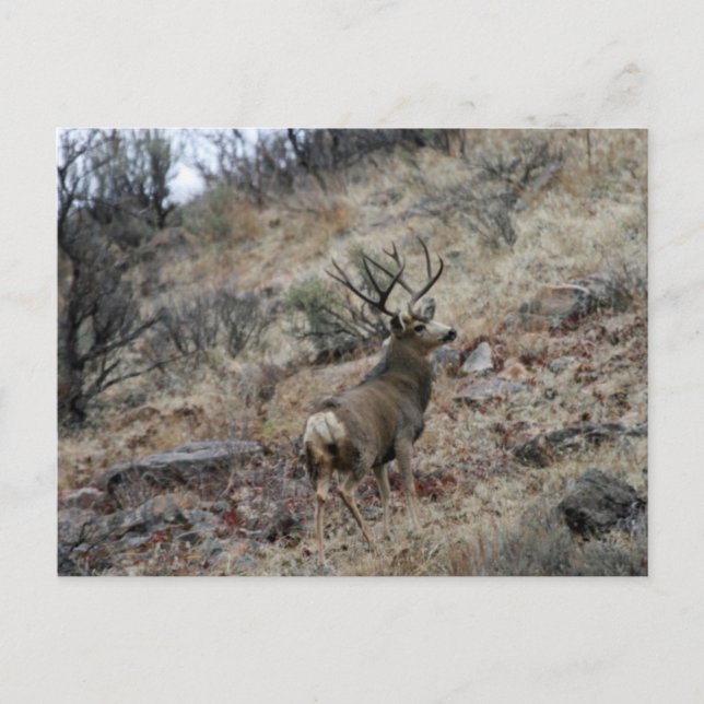 Giant mule deer buck postcard (Front)