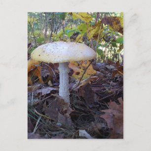 Giant Mushroom Postcard